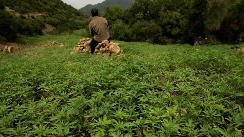 Maroko legalizacja marihuany